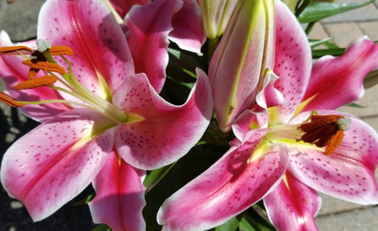 unique flowers