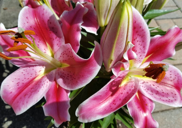 unique flowers