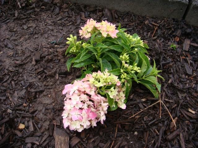 DSC00940