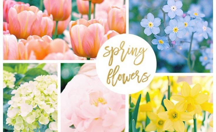 42 Spring Flowers Inspired by Pantone Colors of the Year Featured