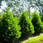 Branch Out And Boost Your Privacy By Planting Trees
