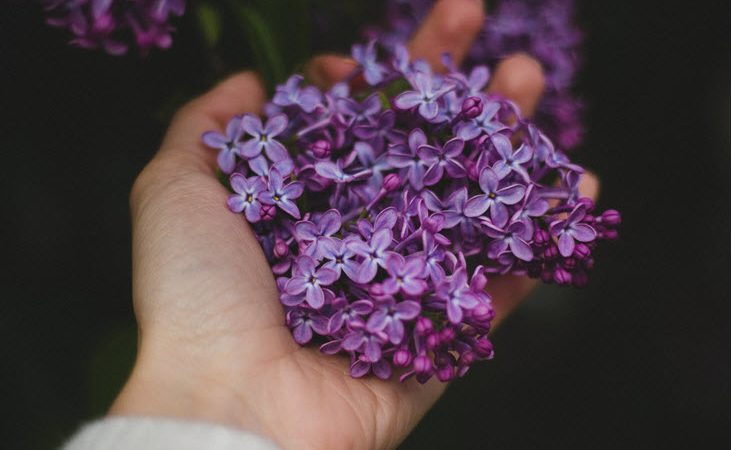 10 Of The Trendiest Flowers For Your Home And Garden