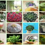 15 Strange And Beautiful Houseplants You Need To Know About