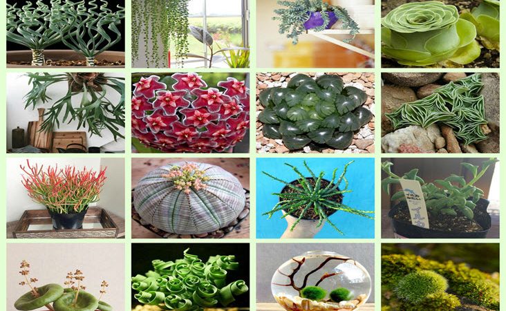15 Strange And Beautiful Houseplants You Need To Know About
