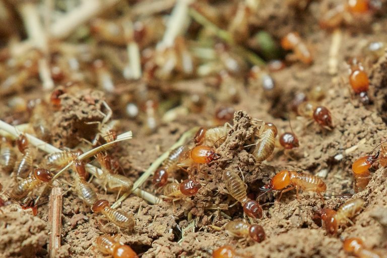 How to Protect Your Home From Termites & 4 Signs You Need To Know