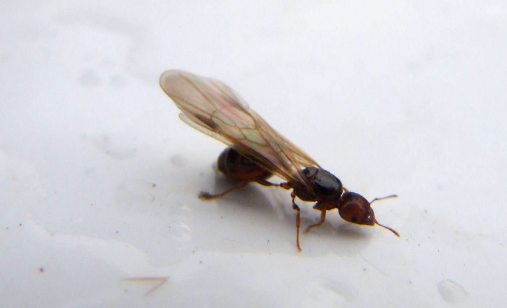 How to Protect Your Home From Termites & 4 Signs You Need To Know