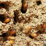 protect your home from termites