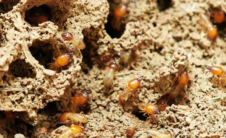 protect your home from termites
