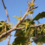 Witch Hazel Uses and Benefits
