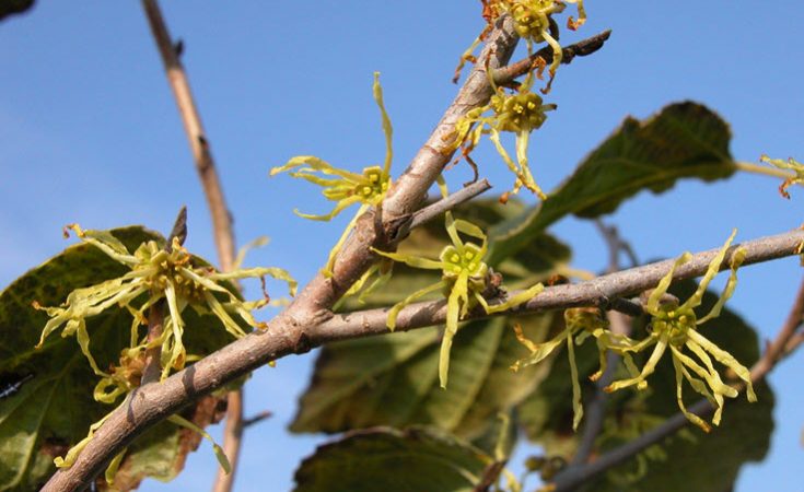 Witch Hazel Uses and Benefits
