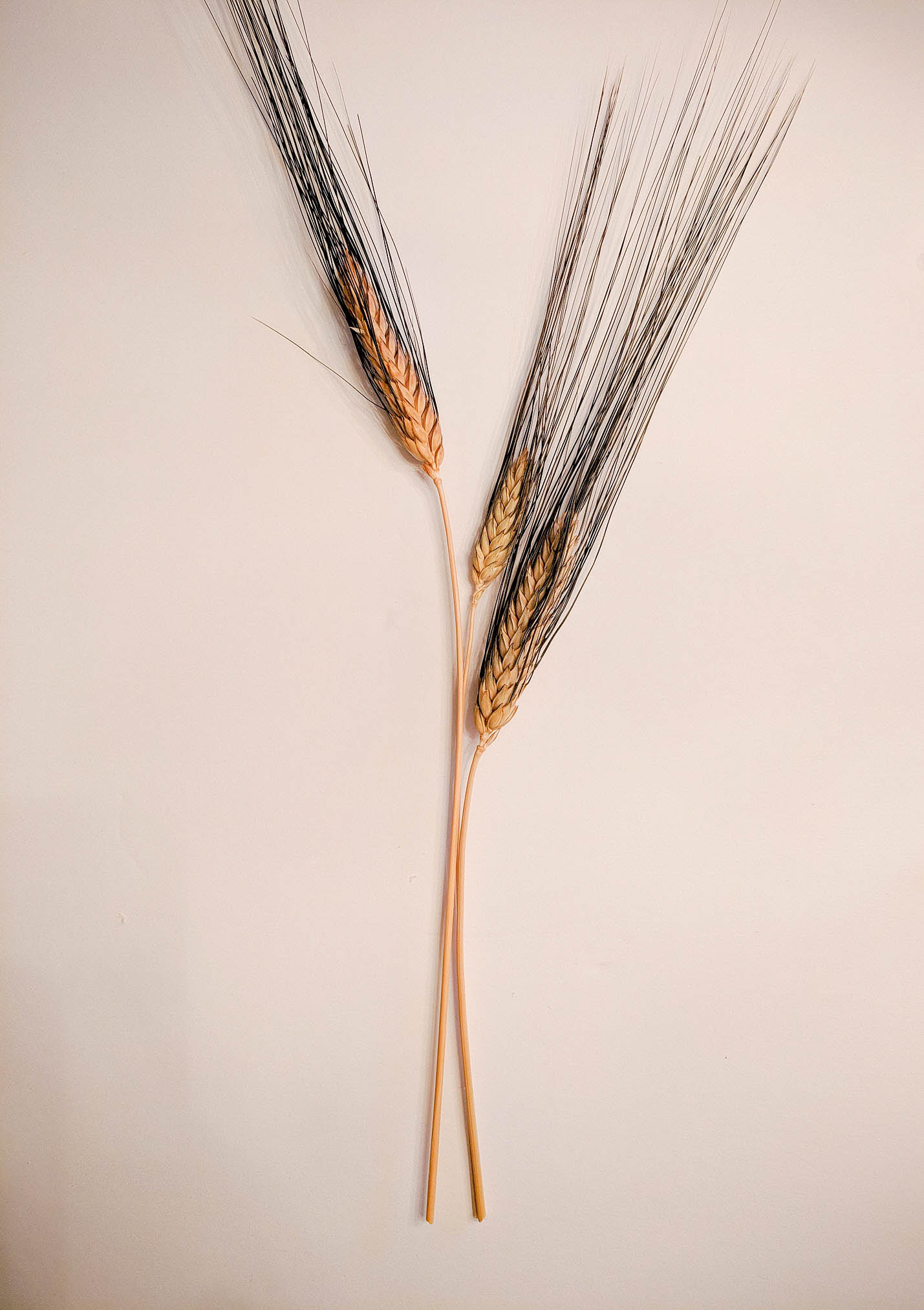 Color Wrapped Wheat Simply Stunning DIY Fall Decor Crafts