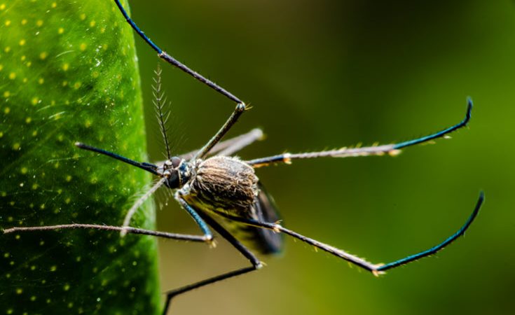 Rid Of Mosquitoes