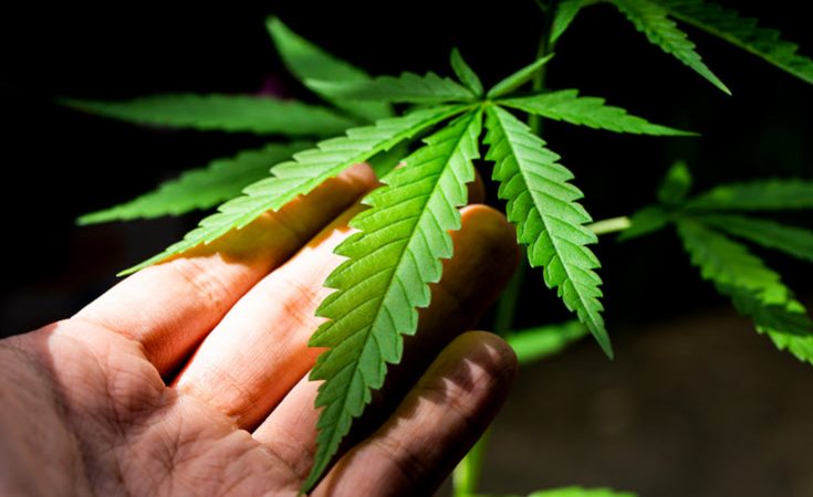 Medical Cannabis