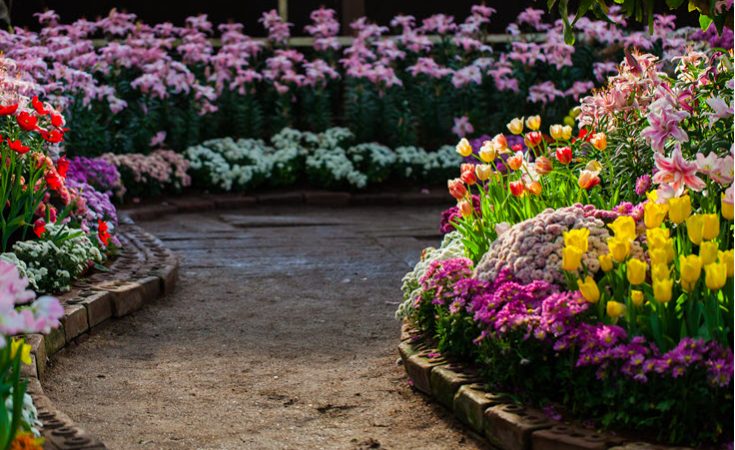 These Flowering Plants Are Perfect To Grow For Their Beauty And Scent