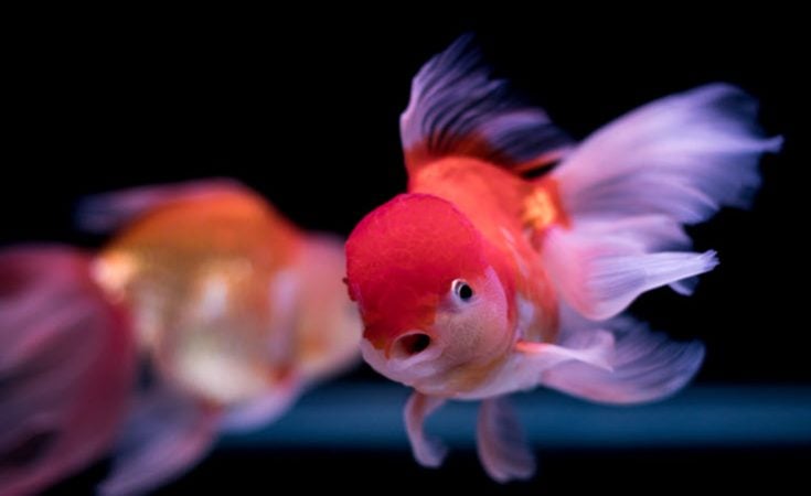The Best Way To Move Your Aquarium and Aquatic Pets