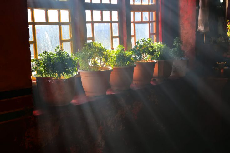 5 Decorative Indoor Houseplants You Need For Inner Peace