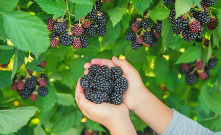 How To Care For Your Fruit Bearing-Plants