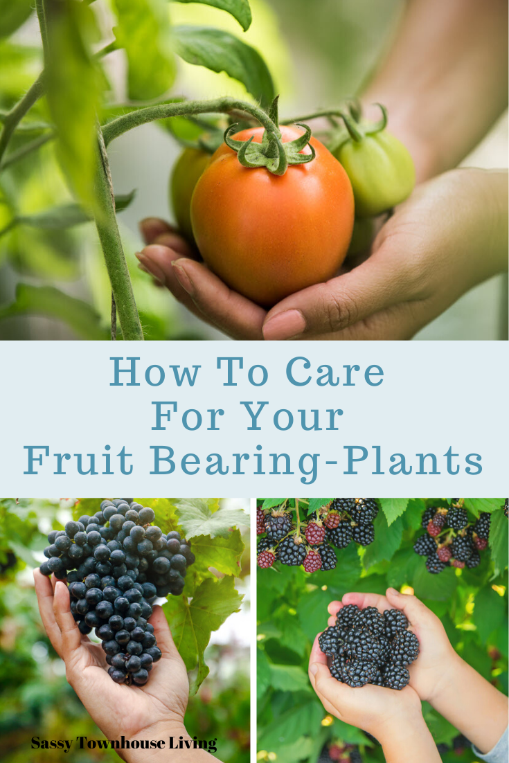 How To Care For Your FruitBearing Plants Home & Garden