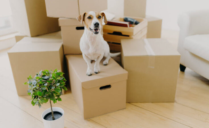 Moving Into A New House Important Things You Need To Check