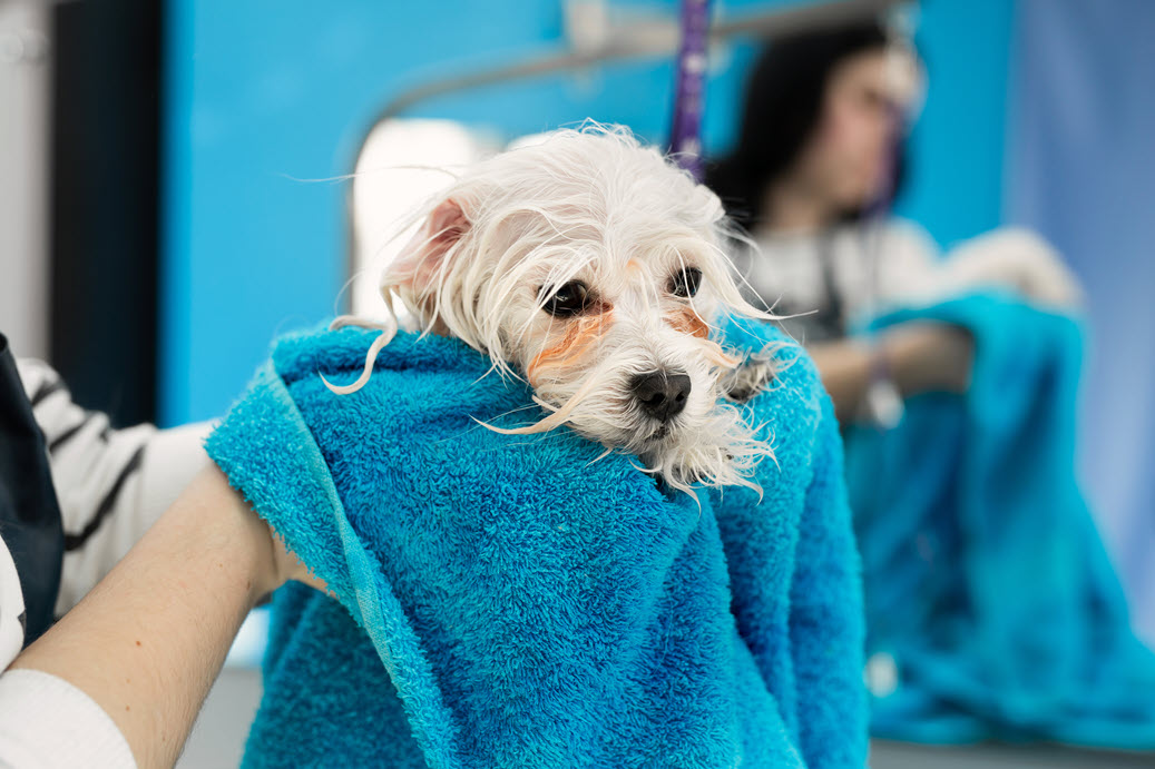 7 DIY Dog Grooming Tips You Need To Know (And Why)