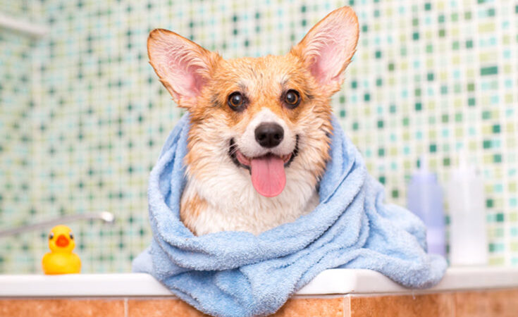 Dog Grooming