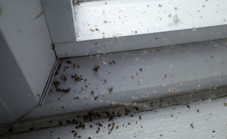 7 Pest Problem Signs You Need To Check In Your Home