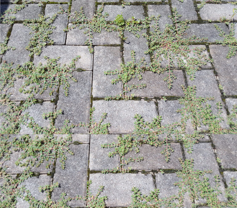 How To Finally Kill Weeds On Your Brick Patio For Good