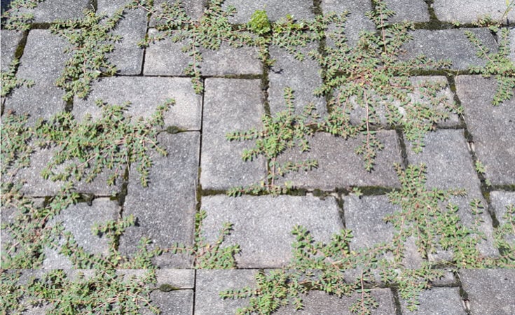 Kill Weeds Brick Patio