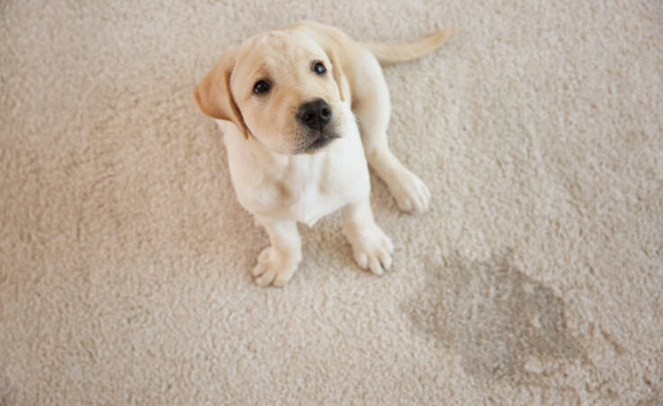 Carpet Cleaning Tips For Pet Owners You Need To Know