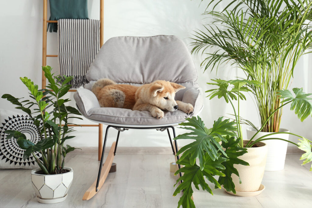 You Need To See These Easy To Care For Indoor Plants