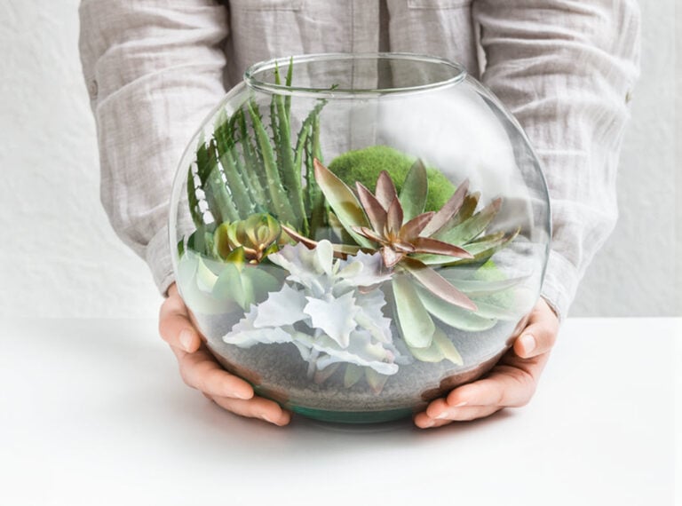 Unique Succulents