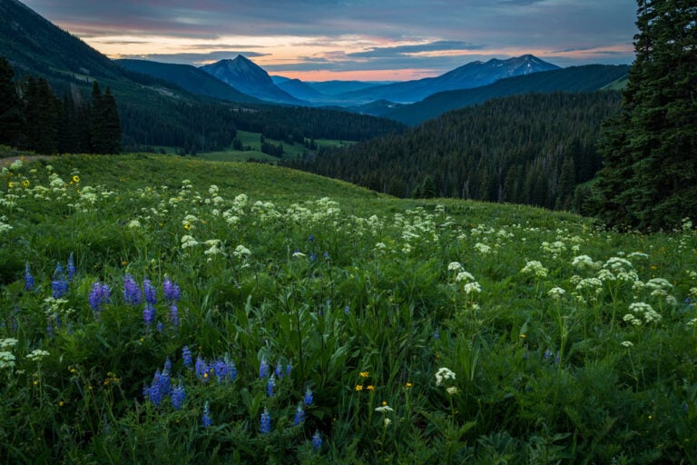 Native Colorado Flowers