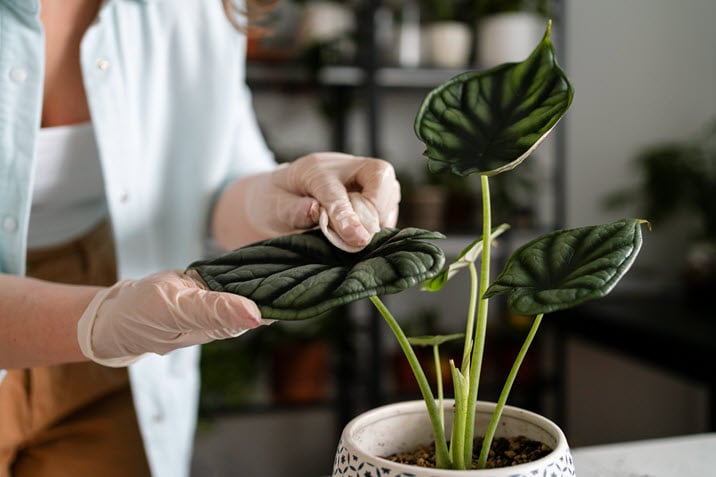 Best Houseplants Remove Dust